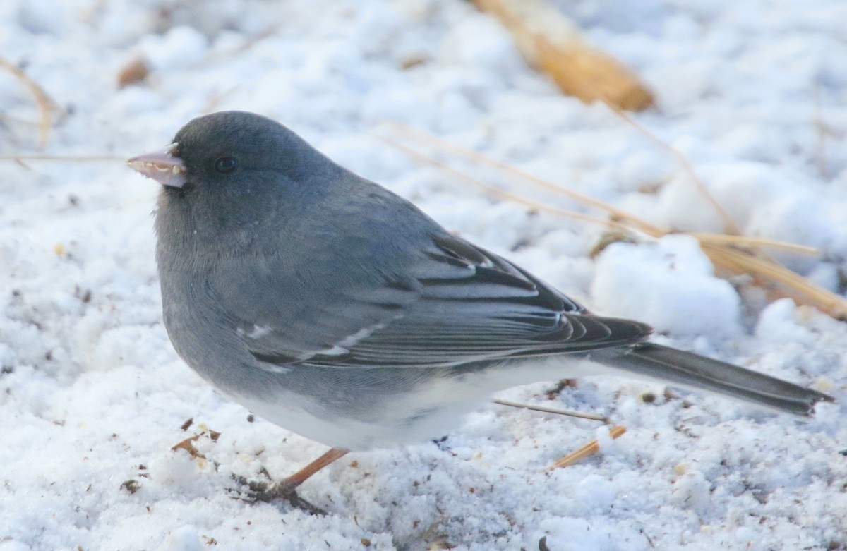 Dark-eyed Junco (White-winged) - ML626353209