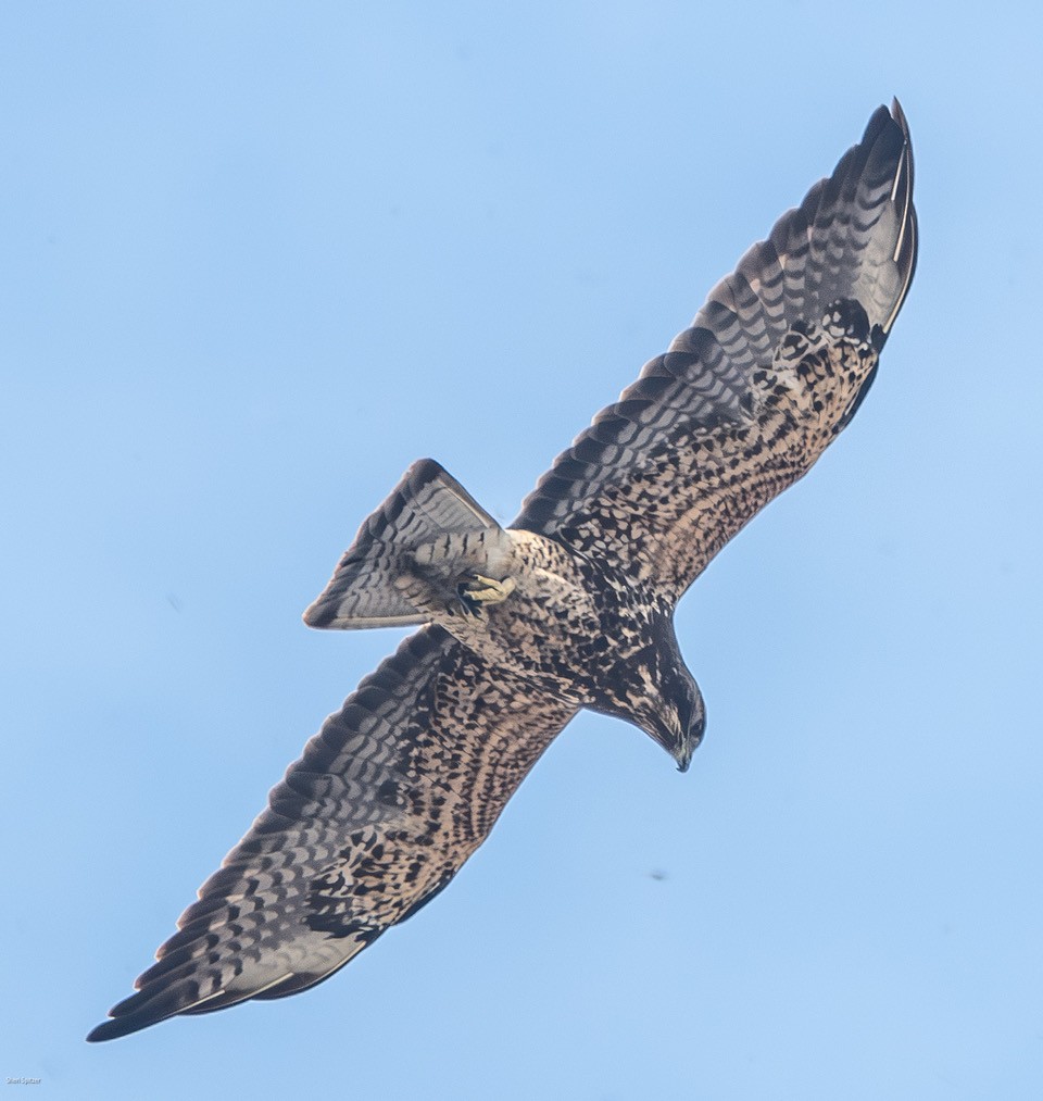 Swainson's Hawk - ML626353228