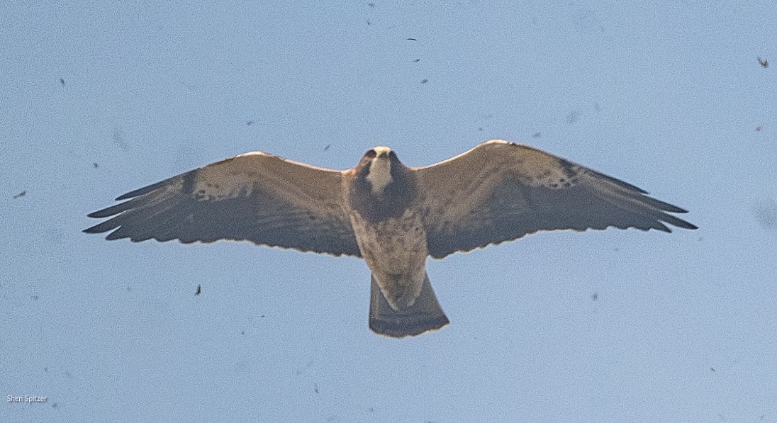 Swainson's Hawk - ML626353234