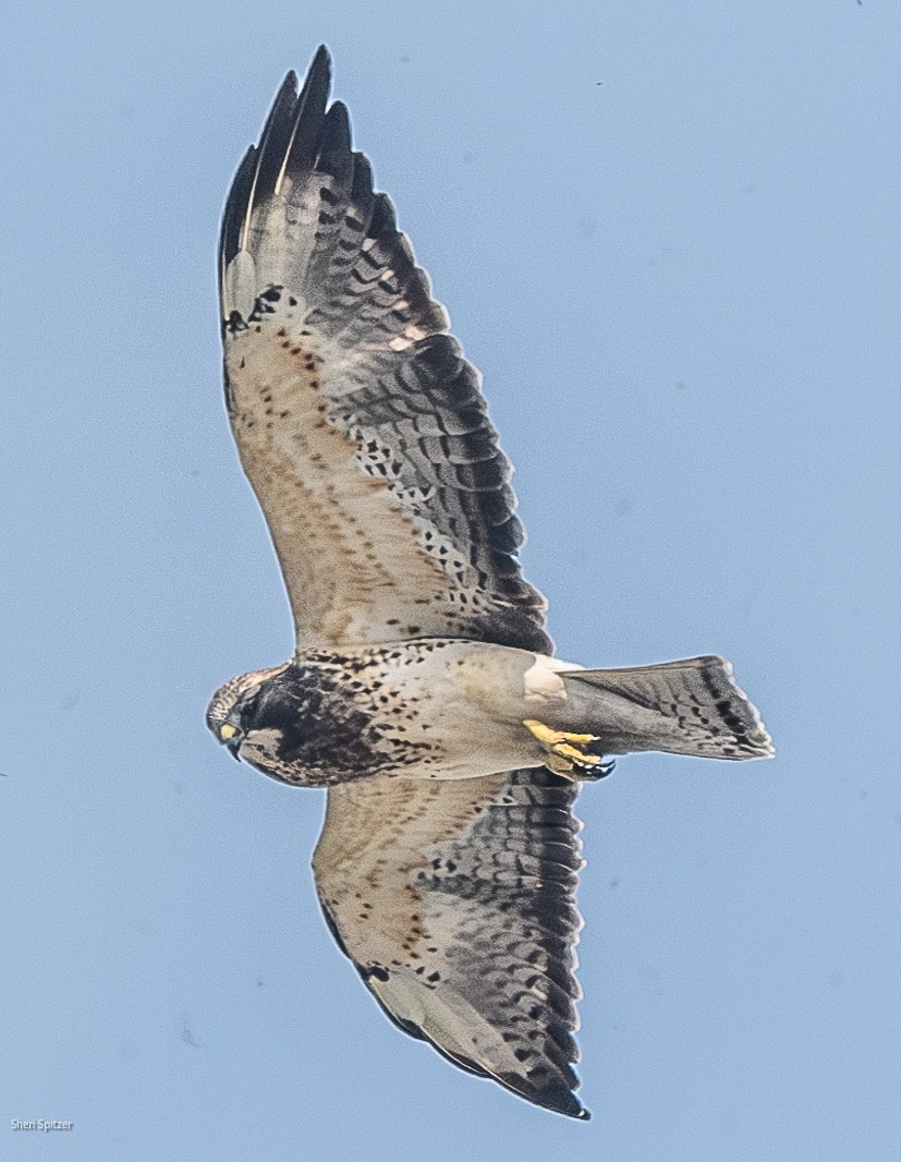 Swainson's Hawk - ML626353236