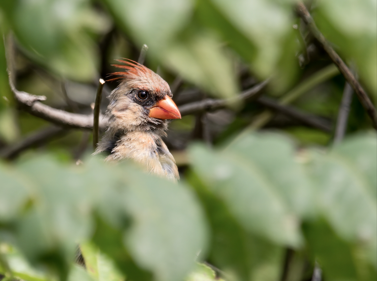 Northern Cardinal - ML626353246