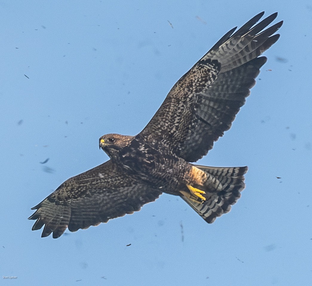 Swainson's Hawk - ML626353247