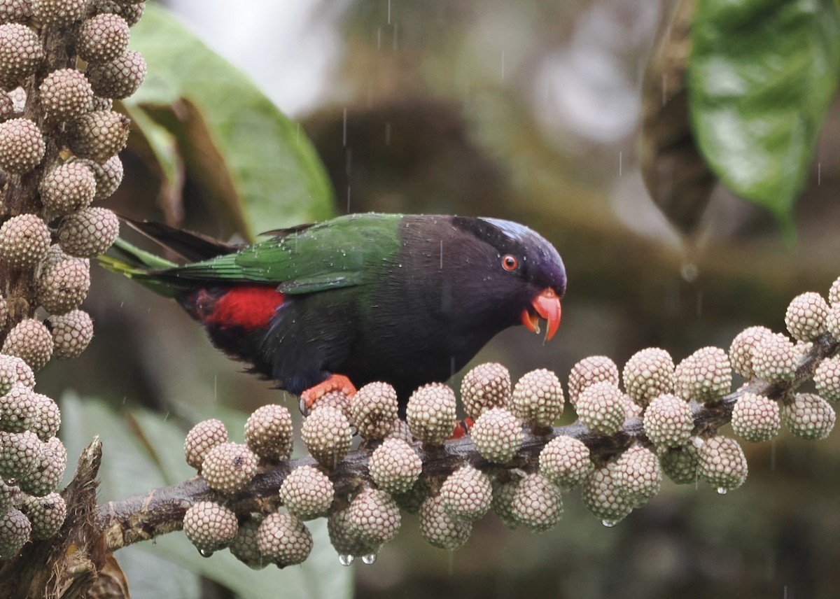 Stella's Lorikeet - ML626353265