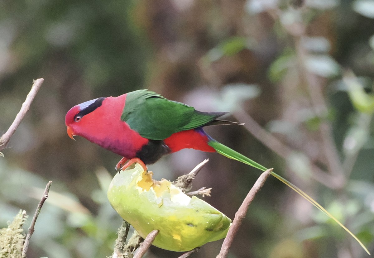 Stella's Lorikeet - ML626353266