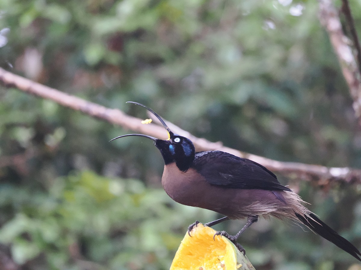 Brown Sicklebill - ML626353273