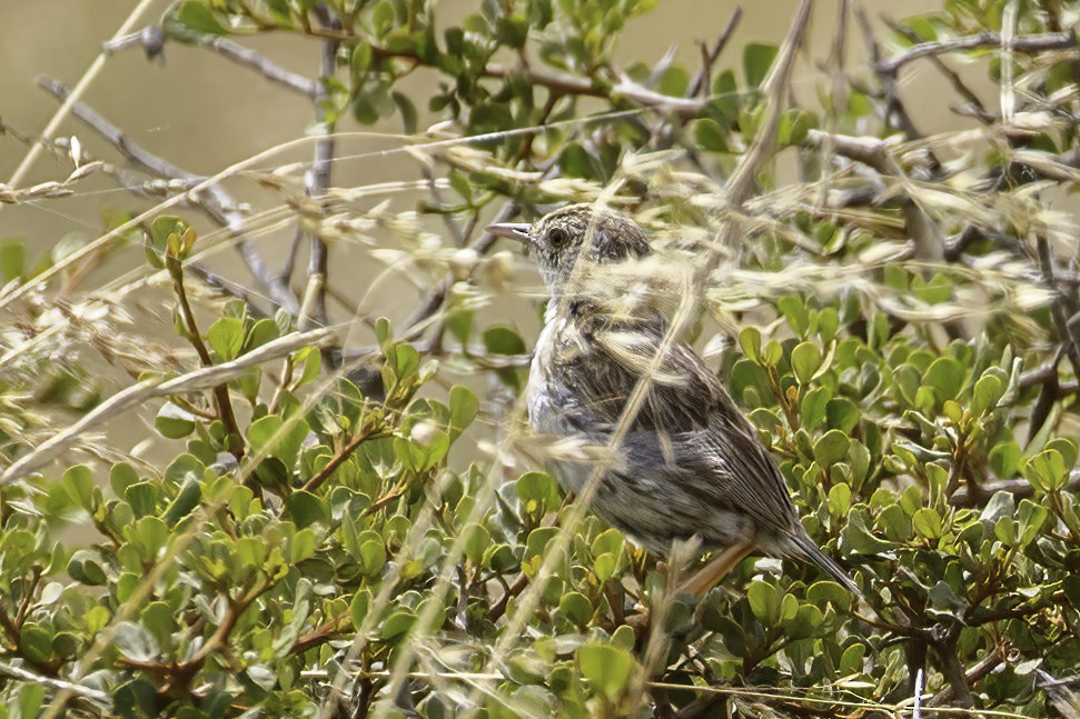 Cloud Cisticola - ML626353339