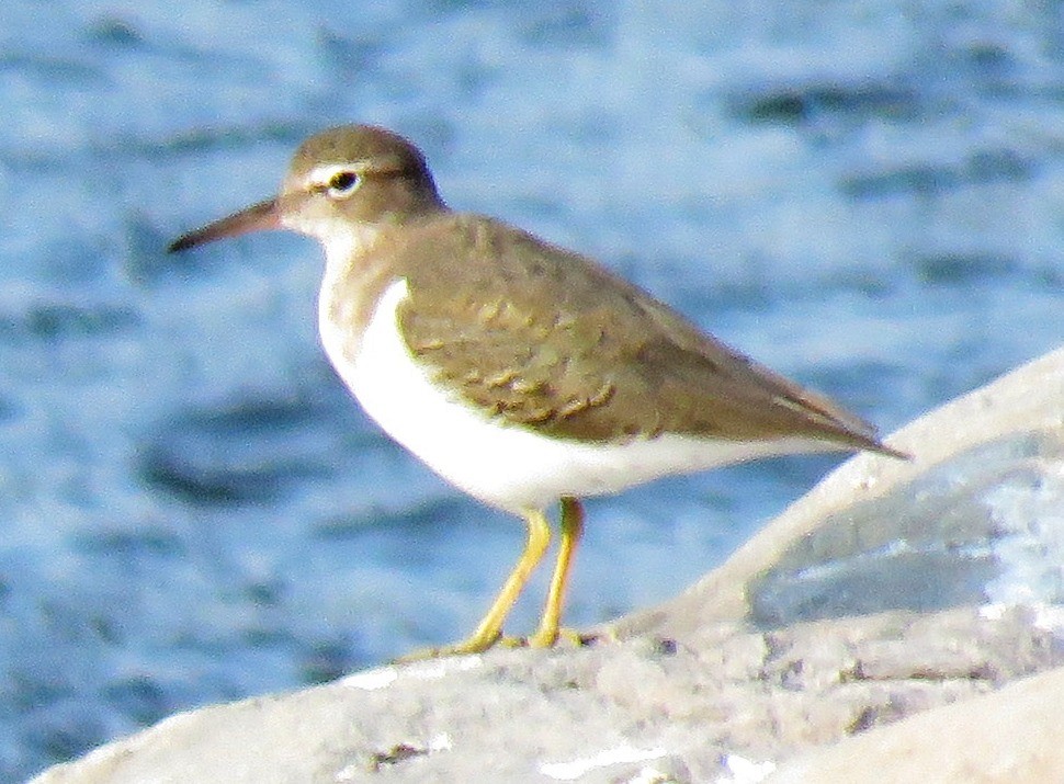 Spotted Sandpiper - ML626353370