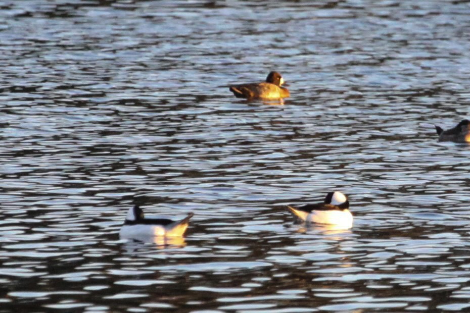 Bufflehead - ML626353388