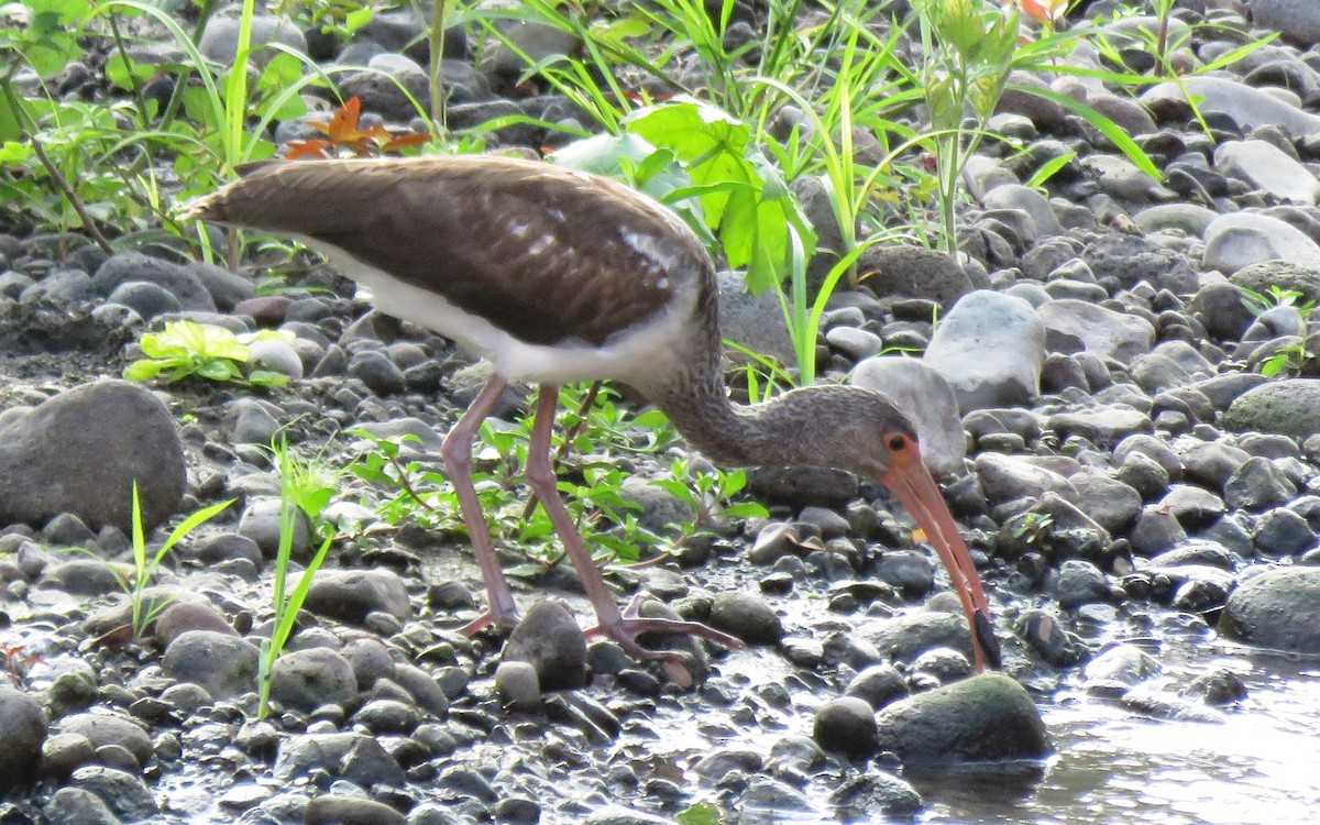 White Ibis - ML626353393