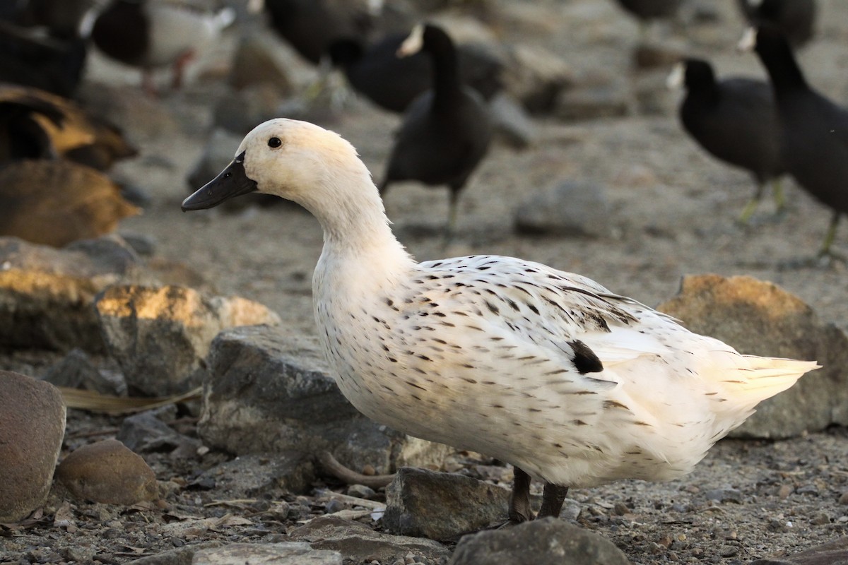 Mallard (Domestic type) - ML626353394