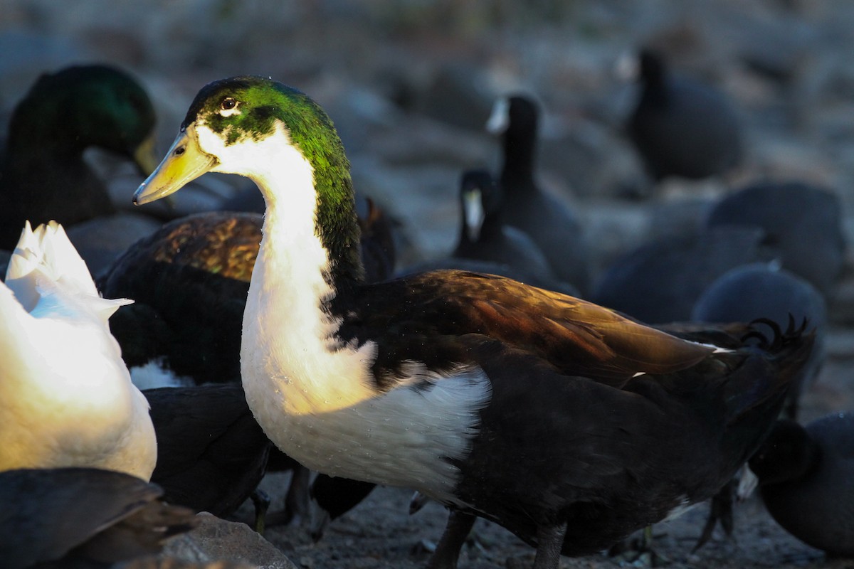 Mallard (Domestic type) - ML626353395