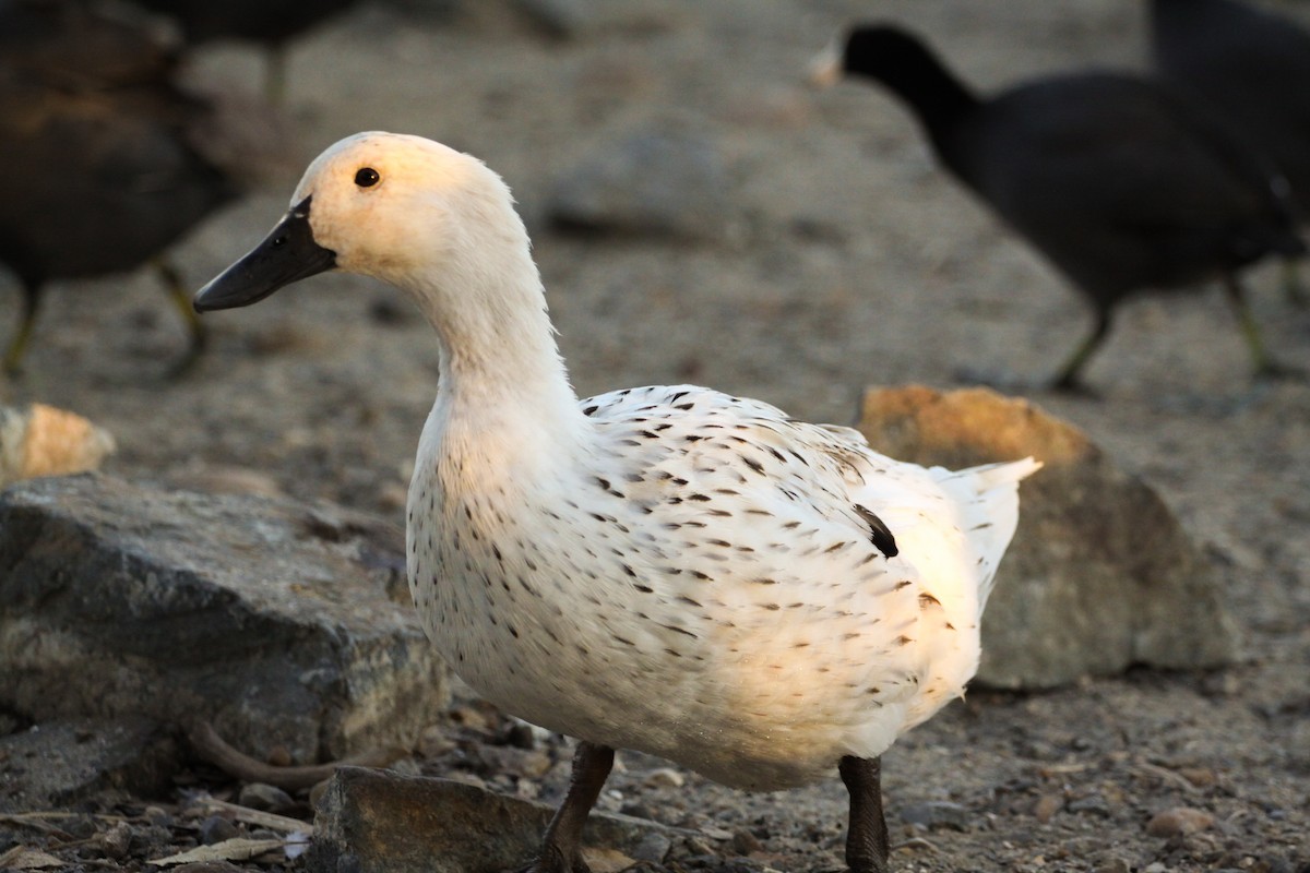 Mallard (Domestic type) - ML626353396