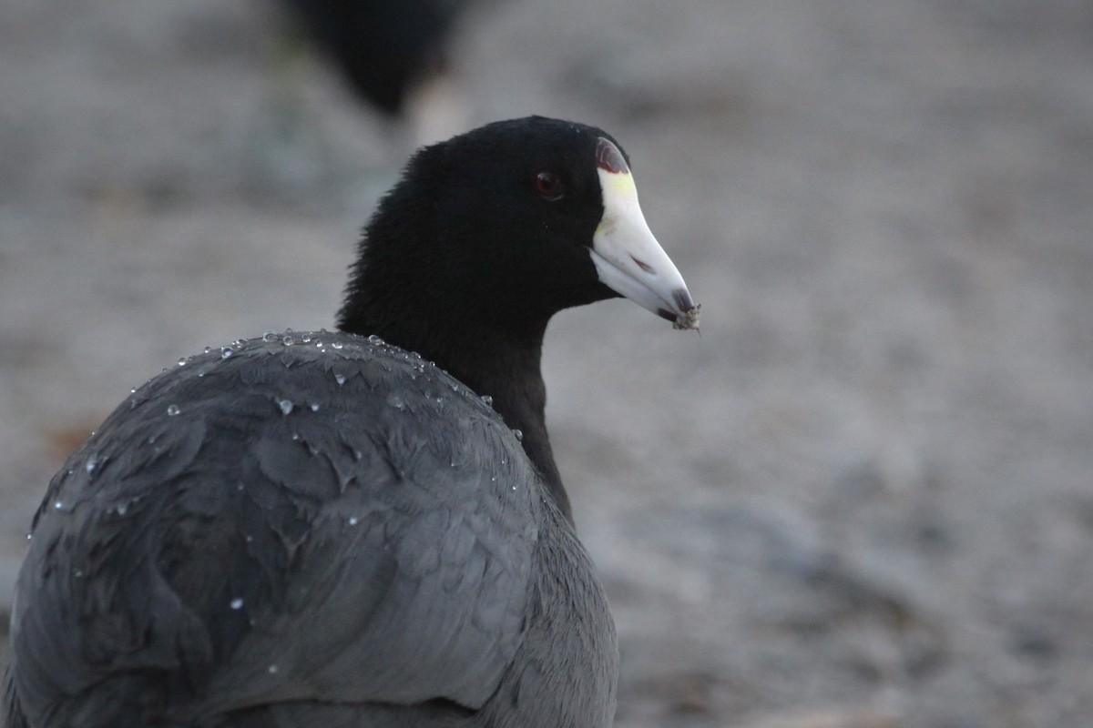 American Coot - ML626353400