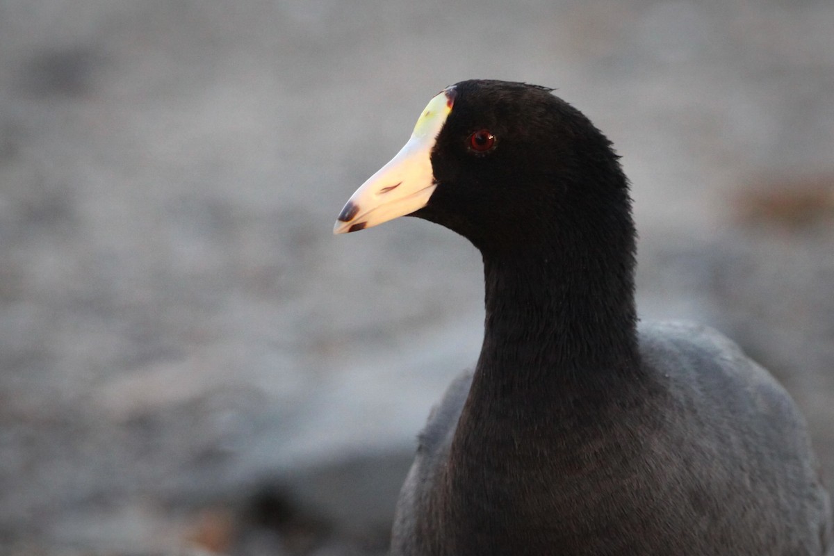 American Coot - ML626353401