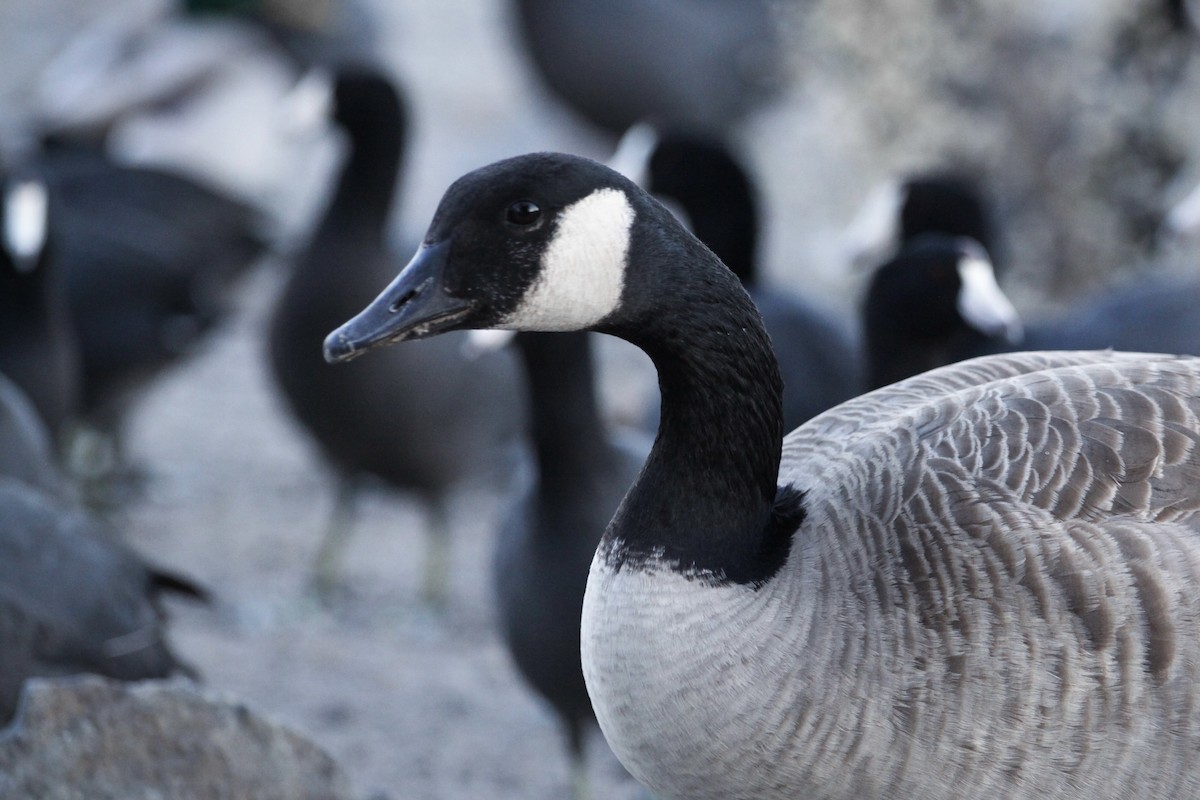 Canada Goose - ML626353402