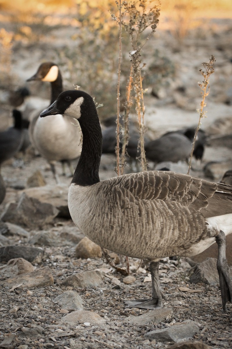 Canada Goose - ML626353403