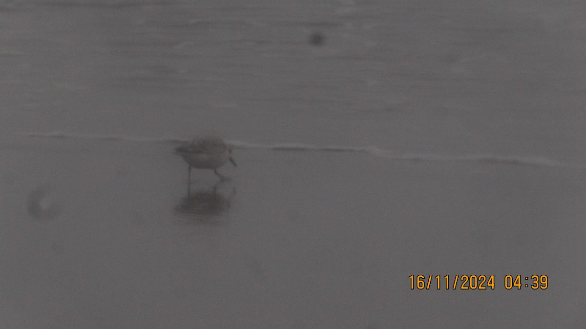 Sanderling - ML626353414