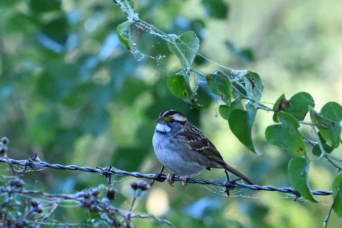 White-throated Sparrow - ML626353477