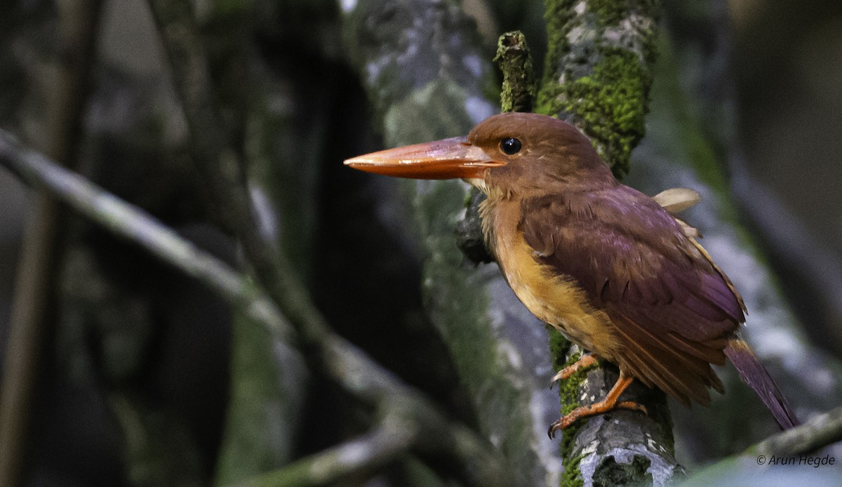 Ruddy Kingfisher - ML626353480