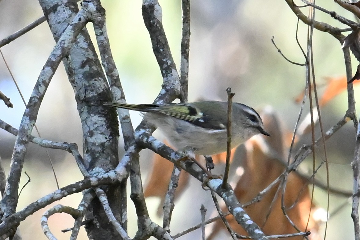 Golden-crowned Kinglet - ML626353595