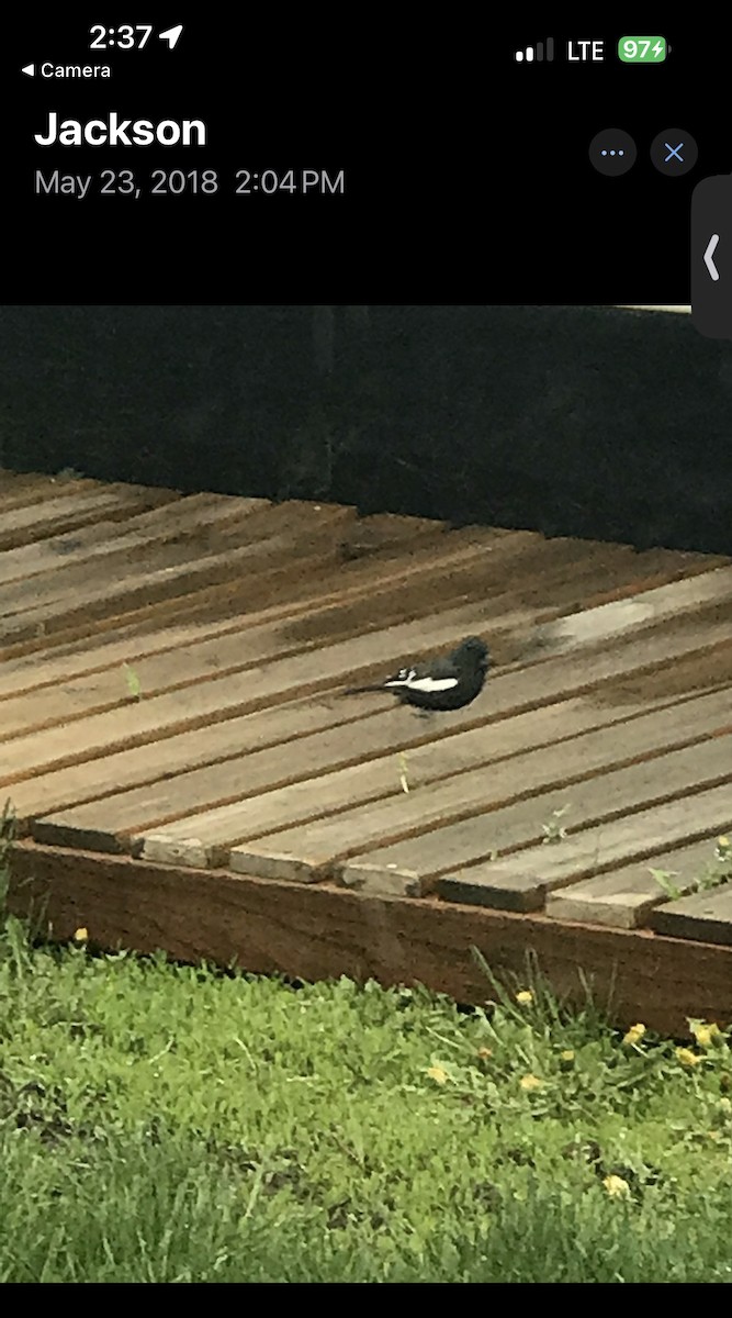 Lark Bunting - ML626353623