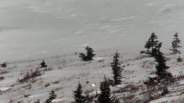 White-tailed Ptarmigan - ML626353750