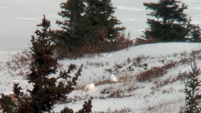 White-tailed Ptarmigan - ML626353983