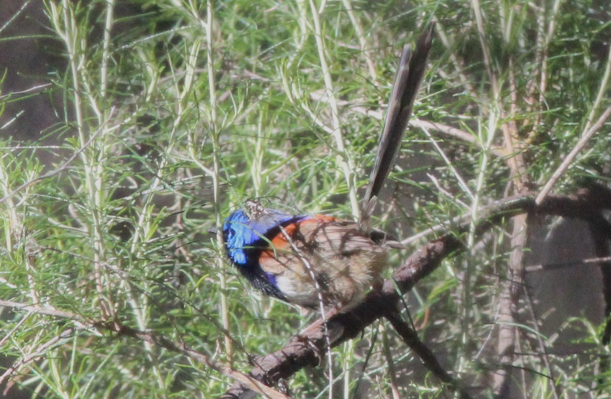Purple-backed/Variegated Fairywren - ML626354104