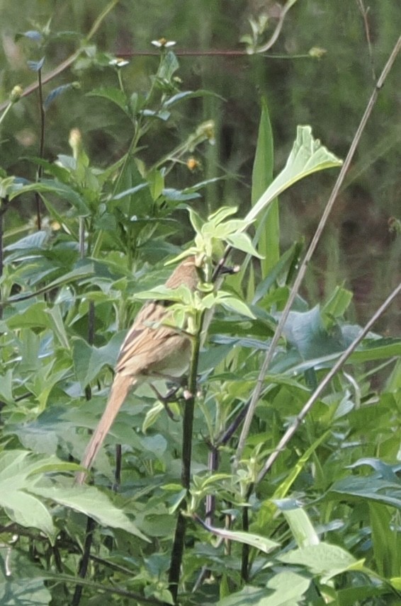 Papuan Grassbird - ML626354440