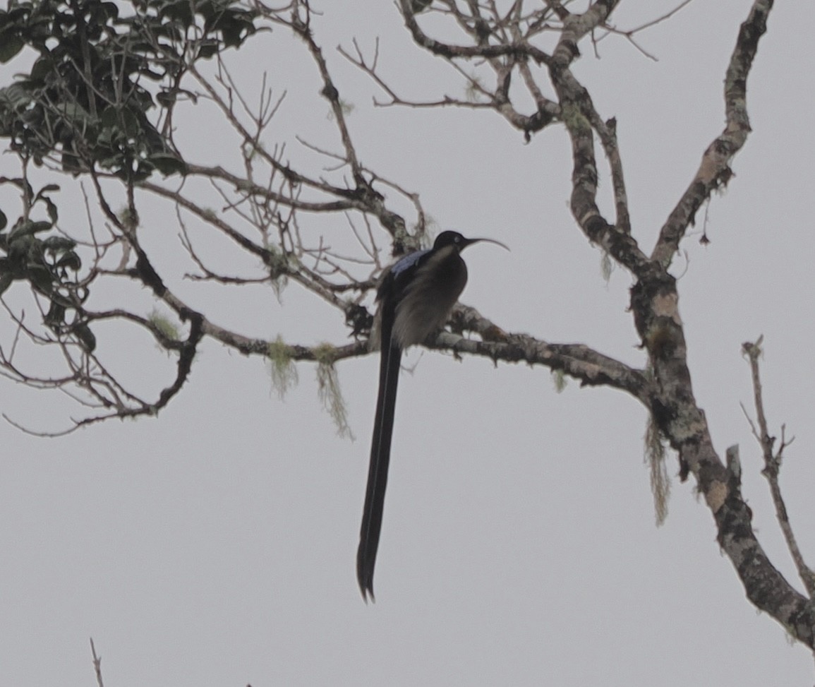 Brown Sicklebill - ML626354535