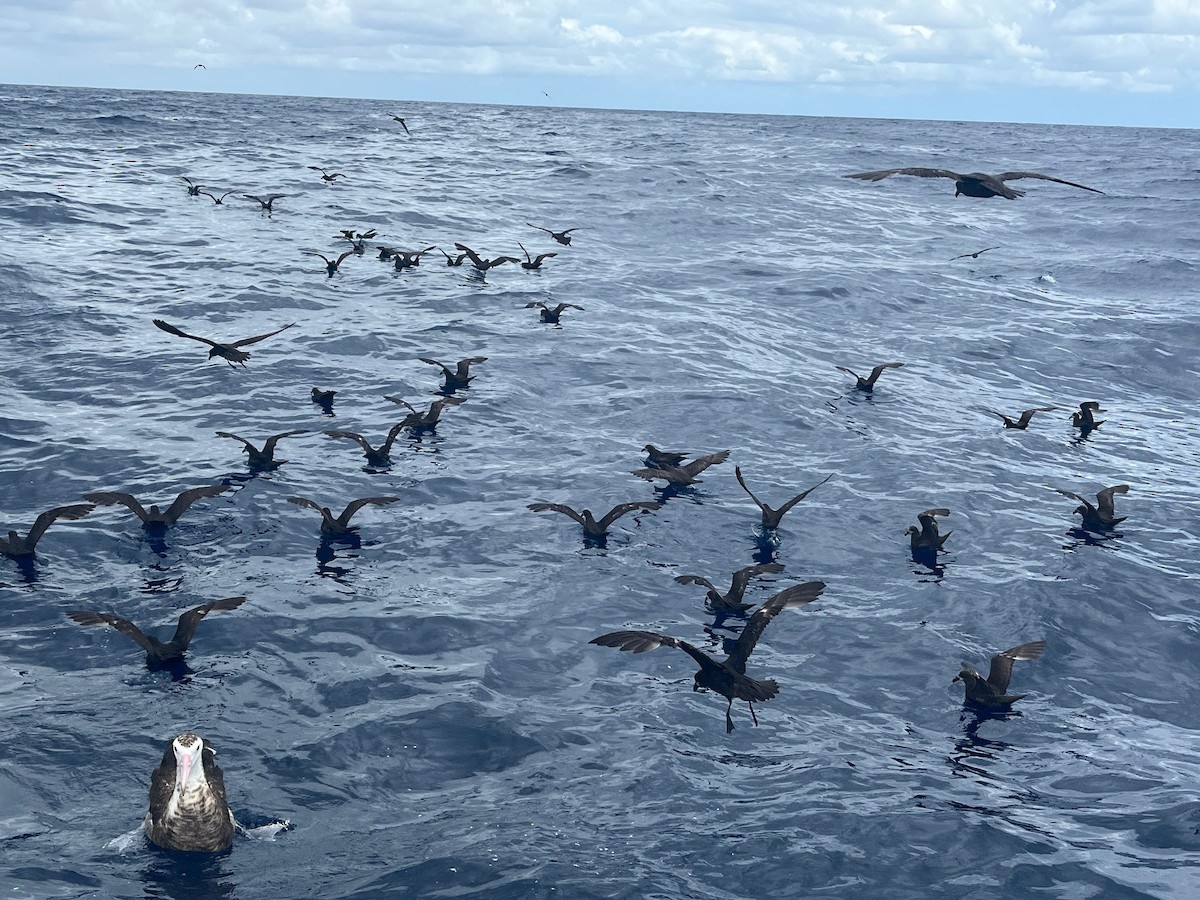 Gray-faced Petrel - ML626354570