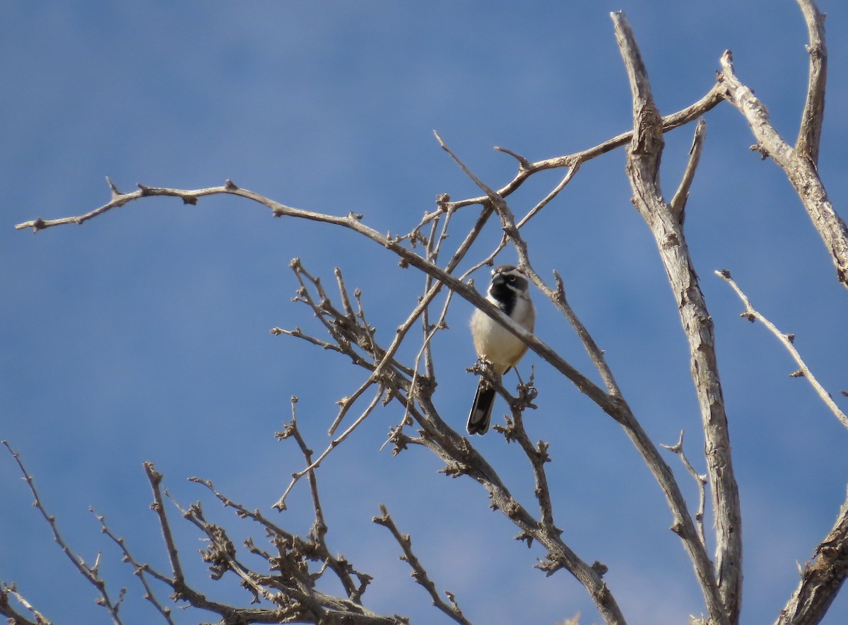 Black-throated Sparrow - ML626354660