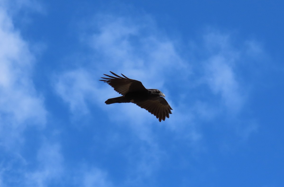 Common Raven - ML626354672