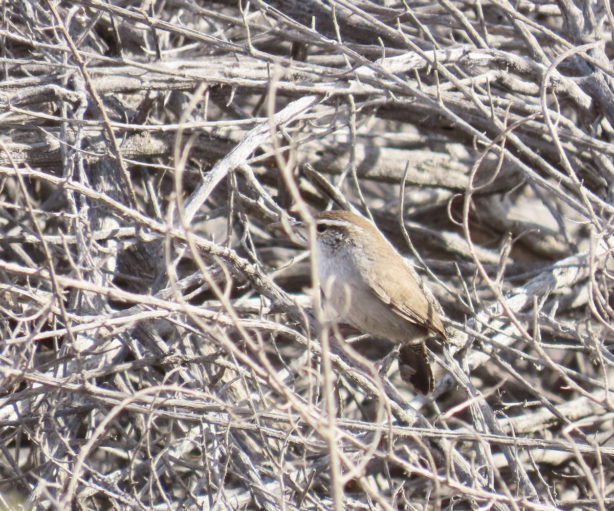 Bewick's Wren - ML626354683