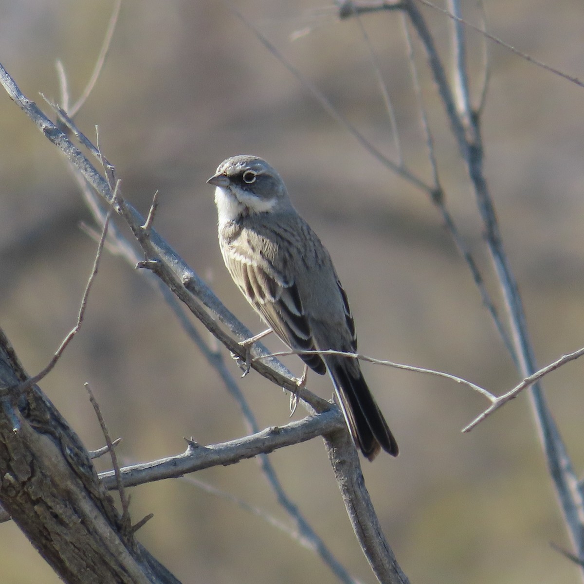 Sagebrush Sparrow - ML626354692