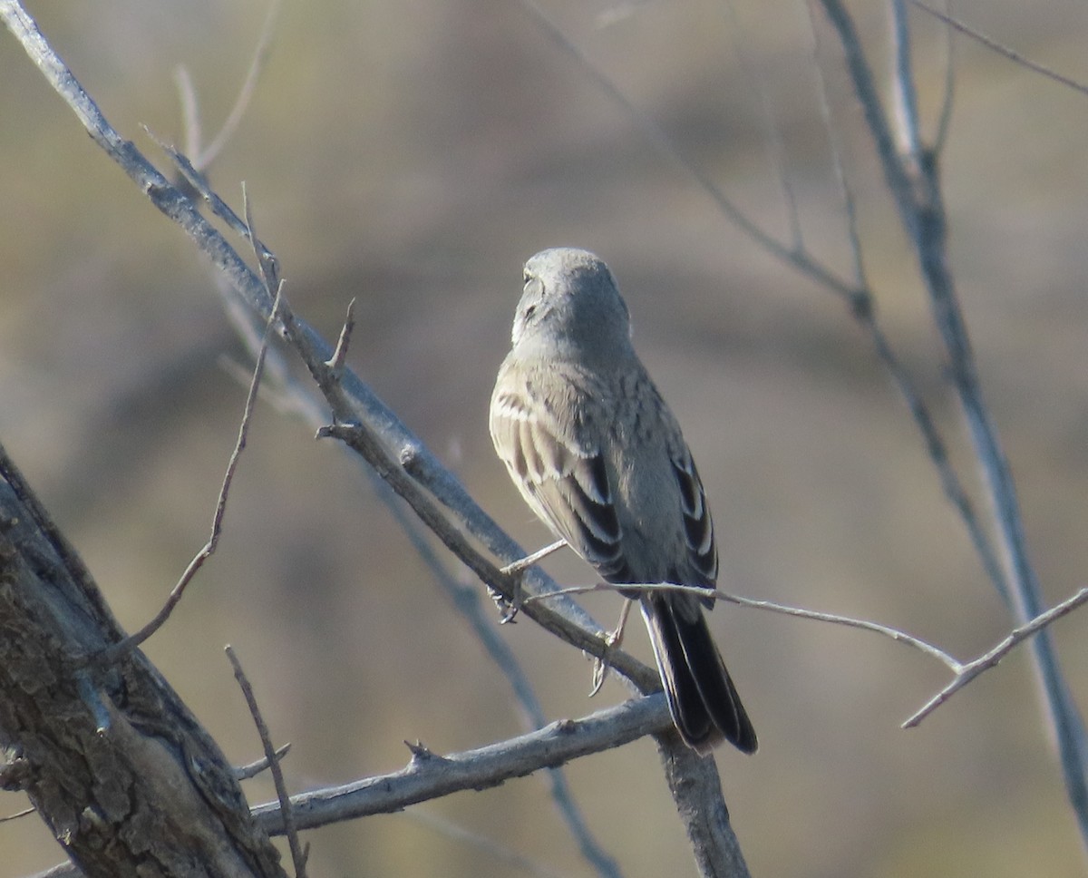 Sagebrush Sparrow - ML626354720