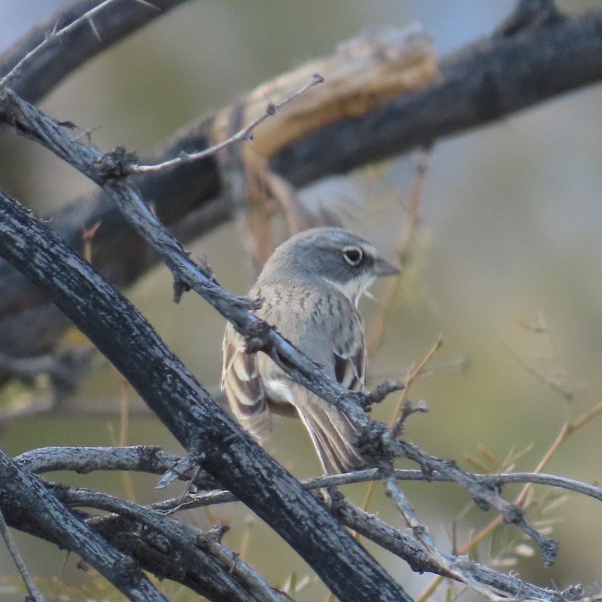 Sagebrush Sparrow - ML626354734