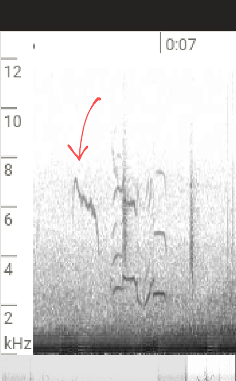 ムネアカタヒバリ - ML626354744