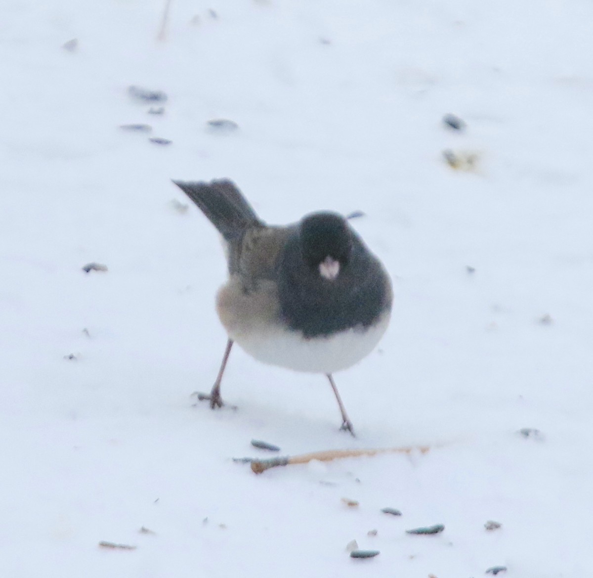 Dark-eyed Junco (Oregon) - ML626354850