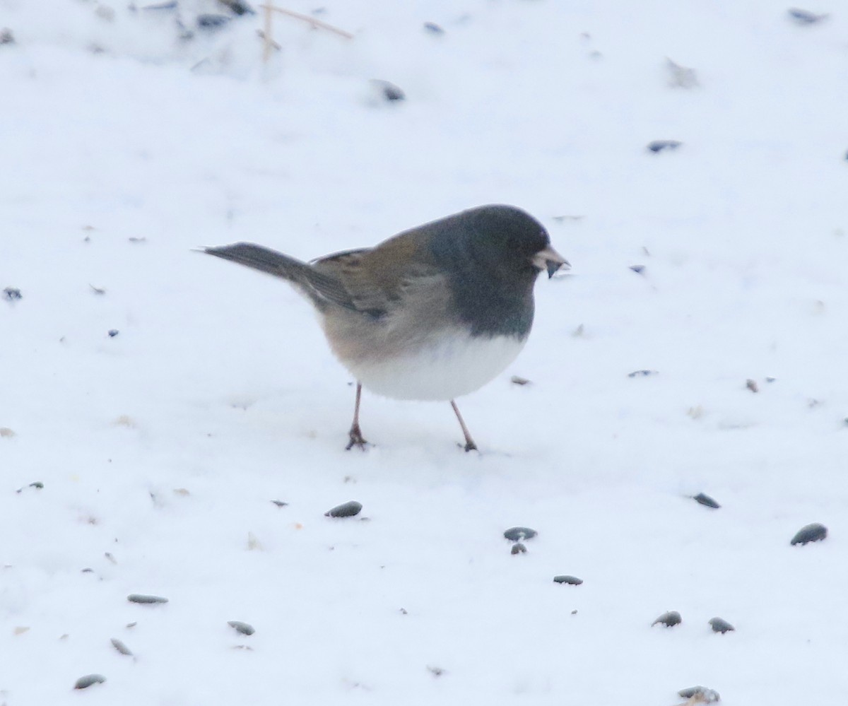 Dark-eyed Junco (Oregon) - ML626354851