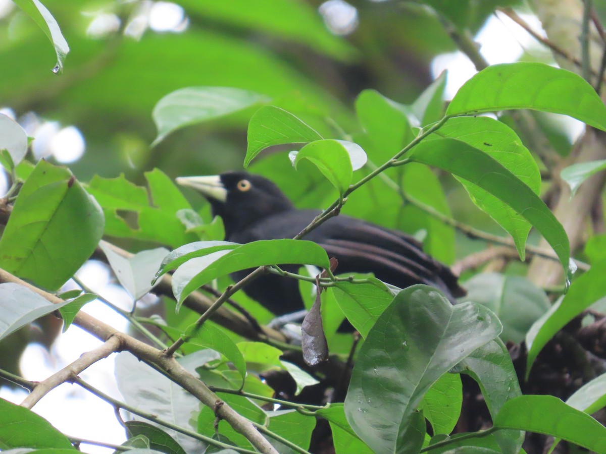 Yellow-billed Cacique - ML626354947