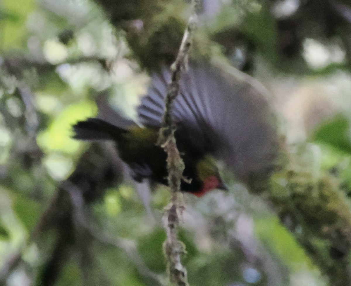 Wattled Ploughbill - ML626354980