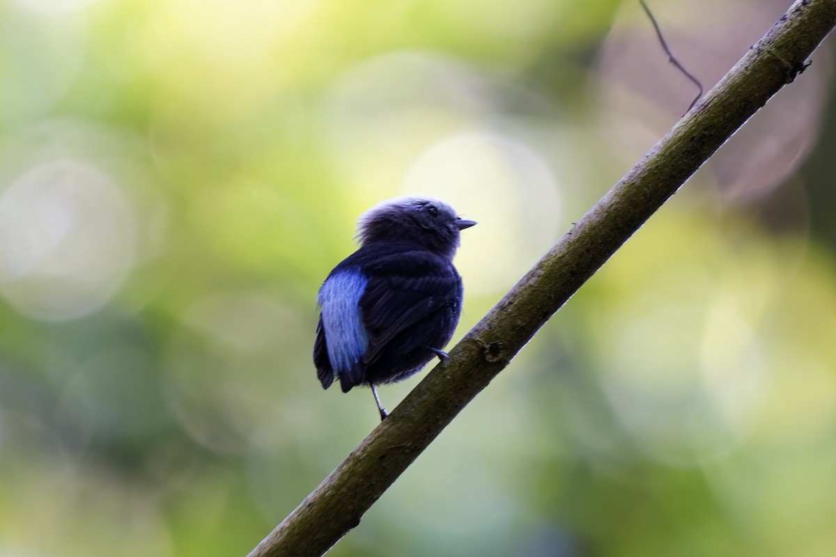 Blue-rumped Manakin - ML626355193