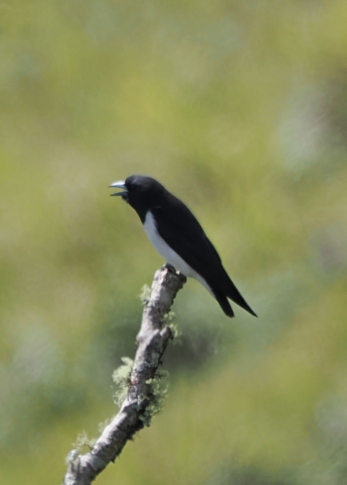 Great Woodswallow - ML626355298