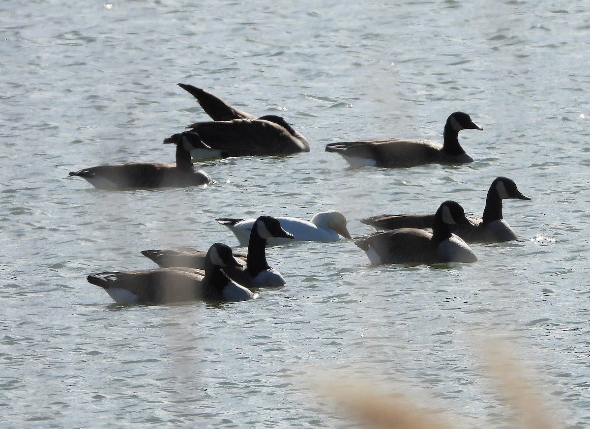 Snow Goose - ML626355333