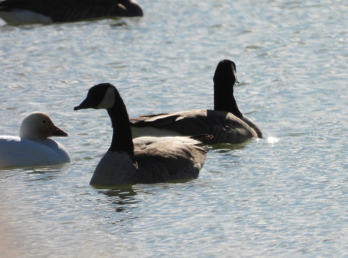 Snow Goose - ML626355340
