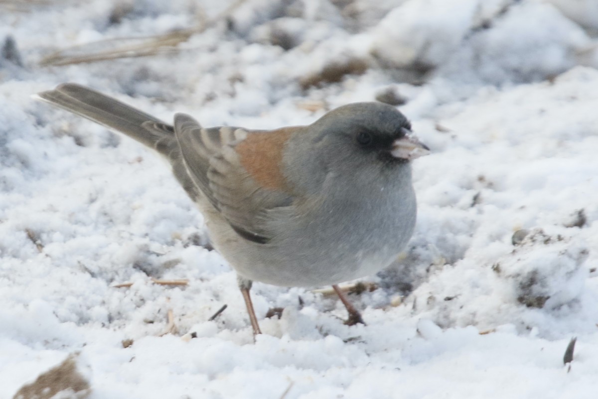 Dark-eyed Junco (Gray-headed) - ML626355341