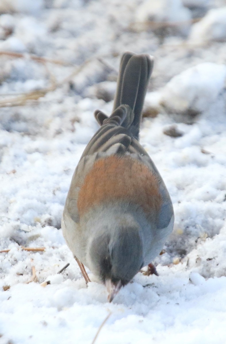 Dark-eyed Junco (Gray-headed) - ML626355342