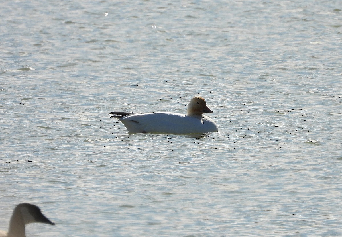 Snow Goose - ML626355344
