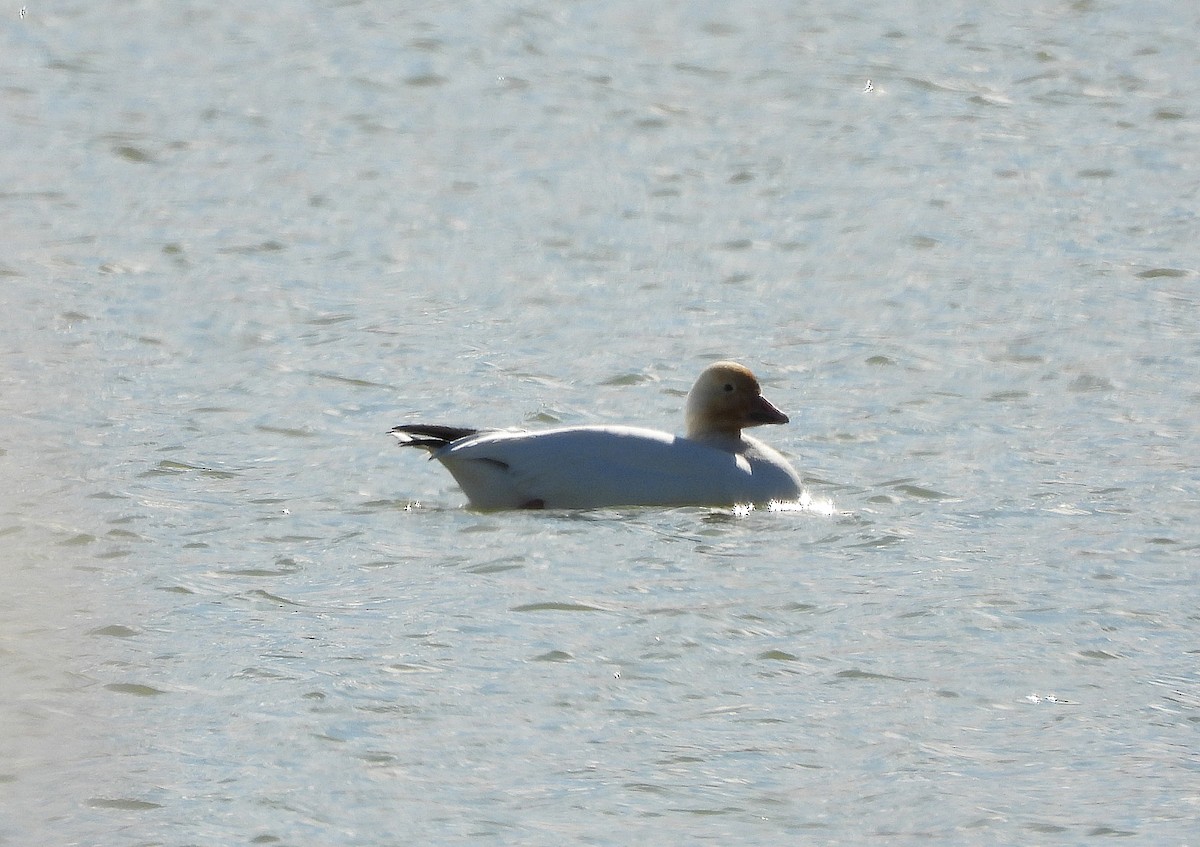 Snow Goose - ML626355346
